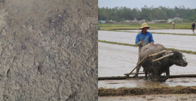 Hàng chục hecta lúa mới gieo sạ bị thối vì ngập lụt