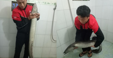 Bắt được cá lệch “khủng” nặng gần 10kg trong sáng ngày đầu năm