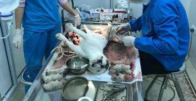 Bị tố làm chó Bull Pháp mang bầu 7 con chết, phòng khám lên tiếng: Tôi mong mọi người lắng nghe từ 2 phía