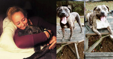 Vụ chó pit bull ăn thịt chủ ở Mỹ: Xác khỏa thân nói lên điều gì?