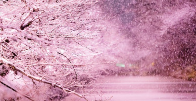 Người dân Nhật ngỡ ngàng chiêm ngưỡng những bông hoa anh đào băng tuyết trong thời tiết lạnh giá kéo dài