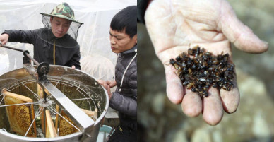 Độc đáo mật ong bạc hà trên cao nguyên đá