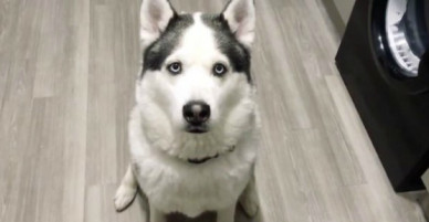 Chú chó Husky tỏ tình I love you với chủ khiến dân mạng phát cuồng