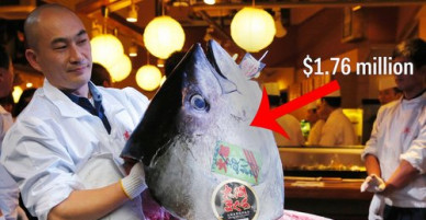 Nơi cá ngừ bán với giá hàng triệu USD một con