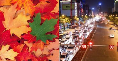 Ảnh: Tuyến phố Thủ đô trồng hàng trăm cây phong lá đỏ như Nhật Bản