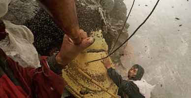 Những người liều mạng săn mật ong trên vách núi ở Nepal