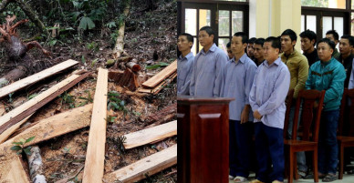 Xét xử 21 bị cáo trong vụ phá rừng pơmu ở khu vực biên giới