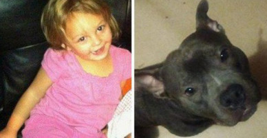 Mua chó Pit Bull về cho con gái làm bạn, người cha không ngờ rằng 5 ngày sau thảm kịch xảy đến với gia đình