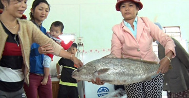 Xôn xao chuyện người dân Quảng Nam liên tiếp bắt được cá lạ, nghi cá Sủ Vàng cực quý hiếm