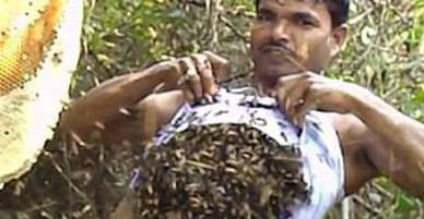 Người đàn ông bốc hàng trăm con ong nhét vào trong áo để thu mật, tự tin tuyên bố miễn nhiễm với nọc ong