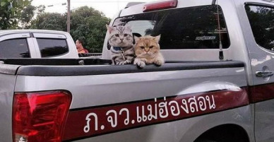 Hai thanh niên mèo nổi tiếng Thái Lan ẩu đả tưng bừng trên phố, công an tỉnh phải áp tải về đồn