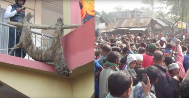 Bangladesh: Hổ dữ ăn thịt người bị dân làng đánh đập đến chết
