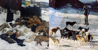 Nga tung biệt đội “tử thần” càn quét 2 triệu chó hoang