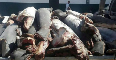 Mexico: Phát hiện 300 xác cá mập chất đống dọc đường