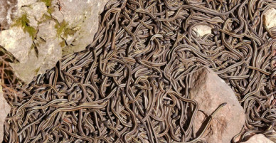 Động rắn - nơi hàng nghìn con rắn về giao phối ở Canada