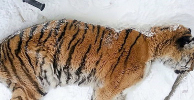 Con hổ Siberia kiệt sức, gục ngã trước cửa nhà dân để cầu cứu