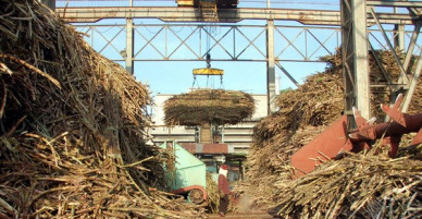 Ngành mía đường mắc kẹt vì tạm nhập tái xuất