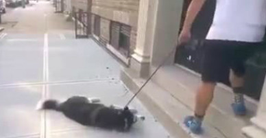 Chó Husky nằm ăn vạ vì đang đi chơi dở bị kéo về nhà