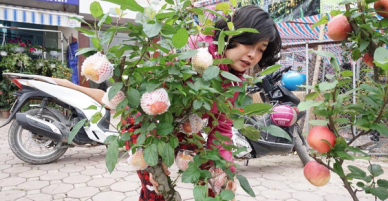Bonsai táo Trung Quốc bị đồn có độc: Ông chủ vặt quả ăn tại chỗ