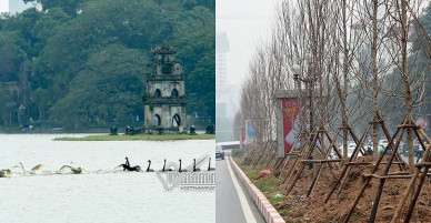Sao lại coi ngắm thiên nga ở Hồ Gươm là may mắn?