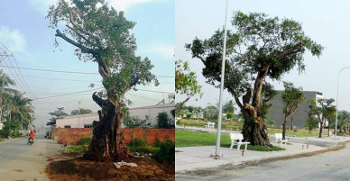 Cụ cây báu vật ở Sài Gòn bỗng “bật gốc bay đi” giờ ra sao?