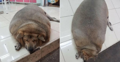Chú chó gây hoang mang nhất ngày: Mập đến nỗi nhìn mãi không biết đây là chó hay lợn