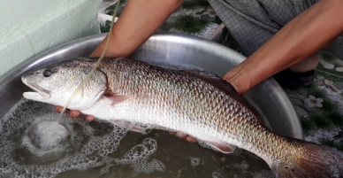 Ngư dân Ninh Thuận bắt được cá lạ nghi sủ vàng quý hiếm