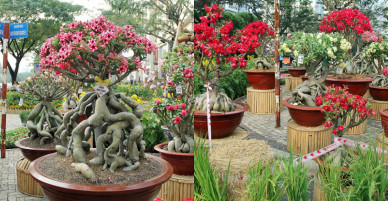 Ngắm những “cụ” sứ “hái vàng, hái bạc” trong dịp Tết ở Sài Gòn