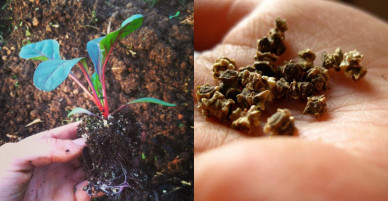 Cải cầu vồng vừa đẹp vừa ngon, chị em nên xem ngay mà trồng