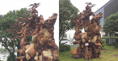 Ngắm gốc gỗ trai đỏ thế “Bạt phong hồi đầu” nghìn năm tuổi ở Hà Nội