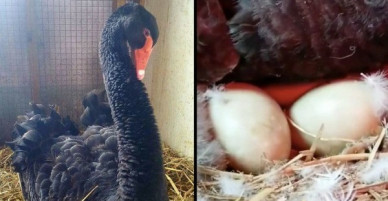 Nàng thiên nga đen bị đồng loại hắt hủi bất ngờ “chửa hoang”, hóa ra đây lại là điều tốt đẹp khiến ai cũng cảm động