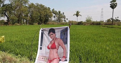 Nông dân Ấn Độ treo poster sao khiêu dâm ở cánh đồng để ngăn trộm