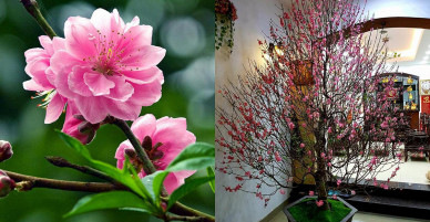 Dân Nhật Tân tiết lộ cách để hoa đào được tươi lâu trong ngày Tết