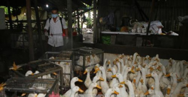 Dịch cúm gia cầm có nguy cơ bùng phát trở lại