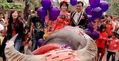 Chú rể Nghệ An đón cô dâu bằng xe trâu