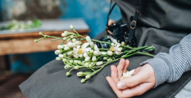Giữa tiết trời nồm ẩm đầu xuân, có một Hà Nội nên thơ và dịu dàng hương hoa bưởi