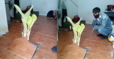 Sau kì nghỉ Tết, phòng trọ bỗng dưng mọc cây chuối giữa nhà khiến dân mạng xôn xao