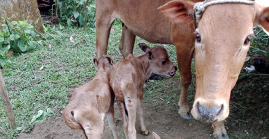 Bò mẹ sinh ba con bê hiếm gặp