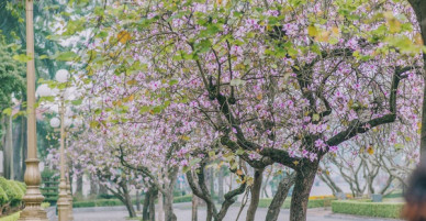 Hoa ban tím nở rồi, ôi một góc trời Tây Bắc giữa lòng thủ đô!