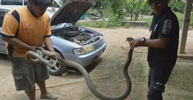 Mở nắp mui xe ô tô, người dân hốt hoảng khi thấy thứ chết người ẩn nấp bên trong