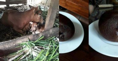 Kỳ lạ bò đẻ con xong, đẻ thêm một “vật lạ” tròn như quả cam