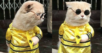 Chú mèo tên Chó ngầu nhất Việt Nam gây sốt báo quốc tế