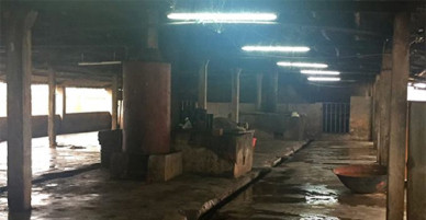 Đâm chết người từ tiếng lợn kêu trong lò mổ