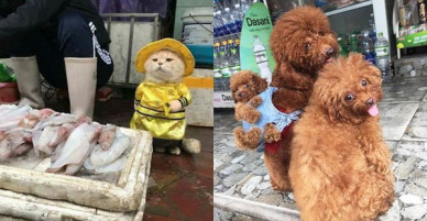 Những chú chó mèo gốc Việt dễ thương trên báo nước ngoài: Mèo trông phản thịt, chó chui tủ lạnh tránh nóng