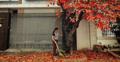 Chùm ảnh: Chớm hè mà ngỡ cuối thu, đột nhiên lá rụng tè le ra đường
