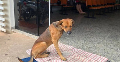 Chú chó ngày ngày đến viện chờ người chủ đã chết