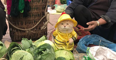 Chuyến phượt của chú mèo tên Chó: Đi ăn quà vặt quên cả long bào, tới biển Cát Bà mò ngay xuống tắm