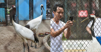 Ngắm đôi chim cực quý, có nguy cơ tuyệt chủng ở ngay giữa lòng Thủ đô