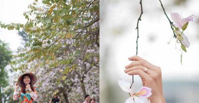 Sao phải lên tận Tây Bắc, giữa Thủ đô cũng có hoa ban đẹp tới nao lòng thế này
