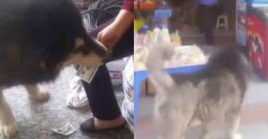 Chú chó husky thông minh thật thà, xin tiền đi mua sữa chua chỉ lấy đúng 5k không thừa không thiếu